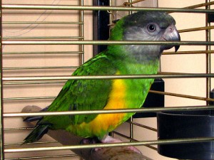 Papagaio Do Senegal 200 euros