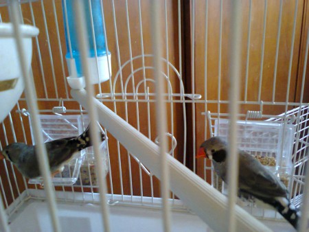 Diamante Mandarim Desde 8 euros casal