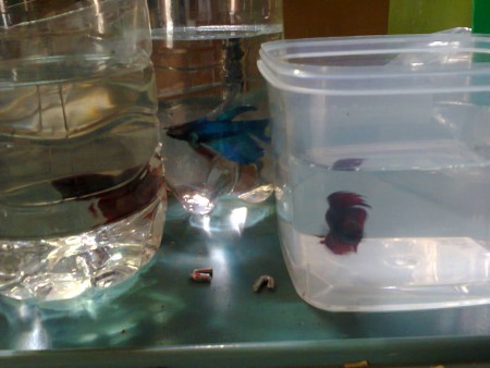 Betta Mix 3 euros cada