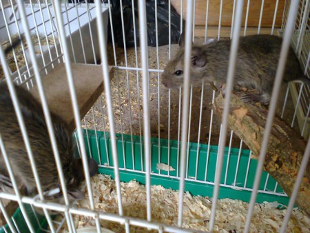 Degu 10 Euros cada